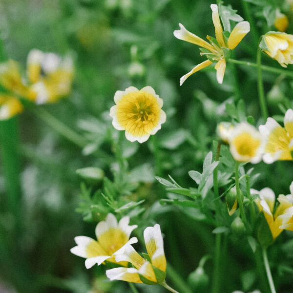 Oregon Meadowfoam Seed Oil