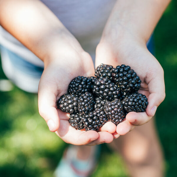 Oregon Blackberry Lavender Products