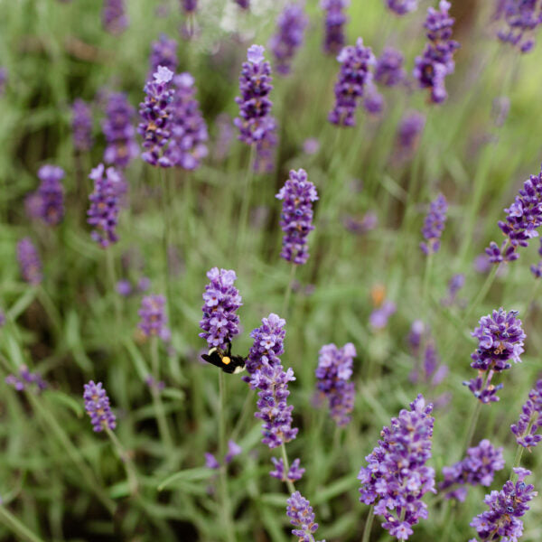 Organic Lavender Infused Honey
