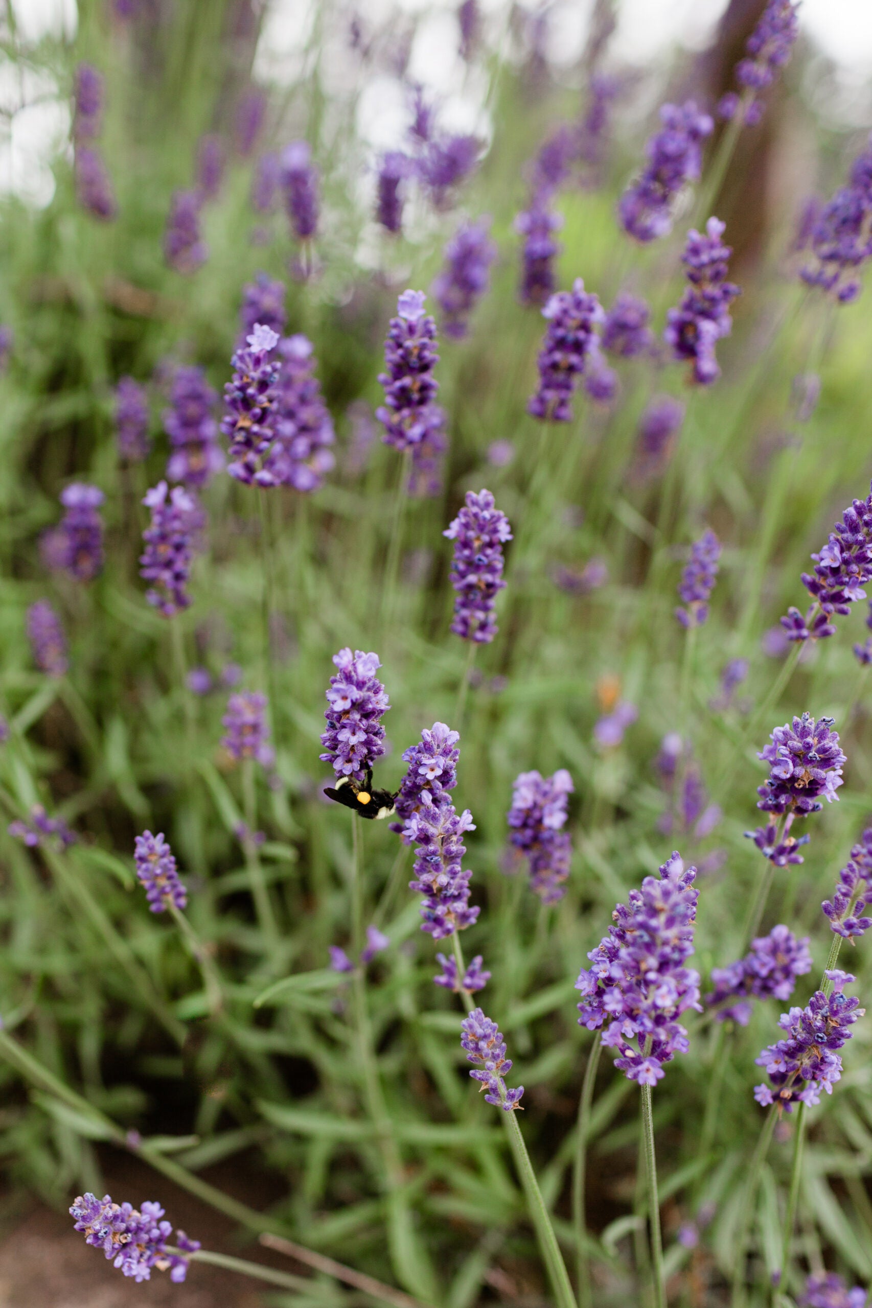 PRE-ORDER: Fresh Lavender Bouquets