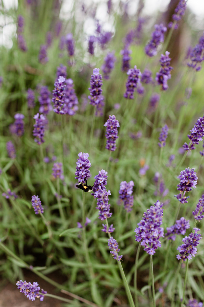 PRE-ORDER: Fresh Lavender Bouquets