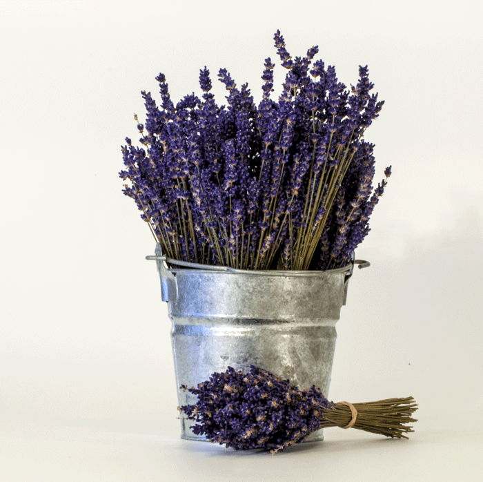 Dried Lavender Bouquets - English | Victoria's Lavender