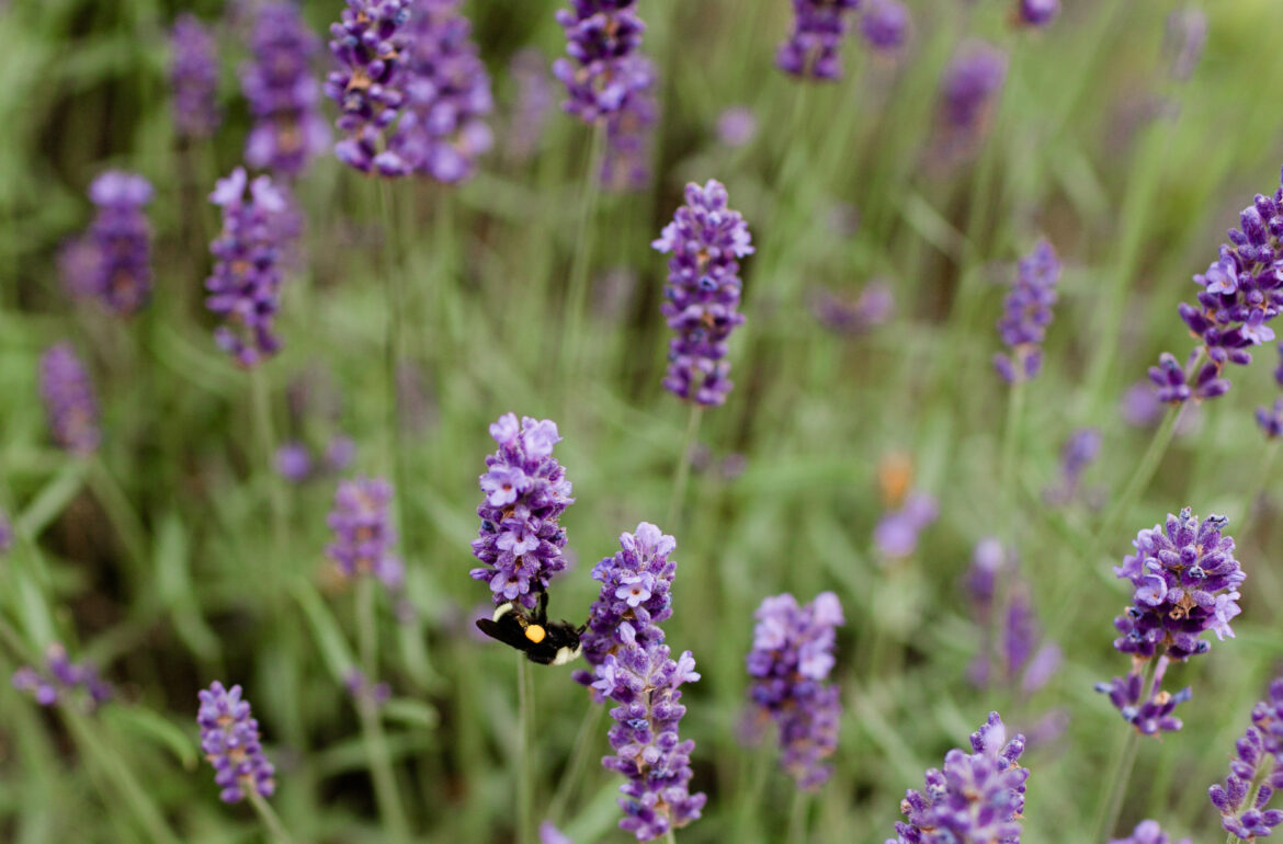 Fresh Lavender Bouquets