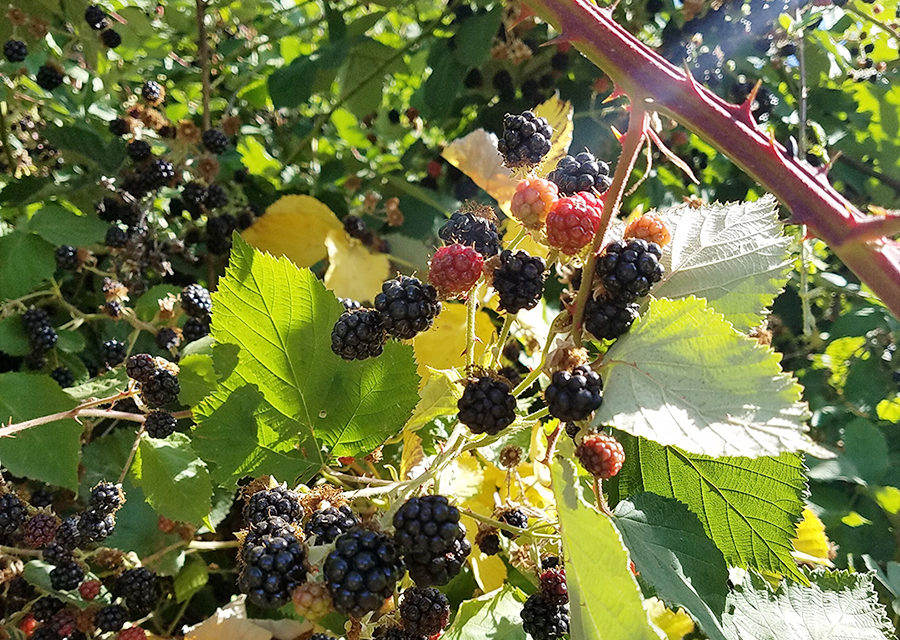 Oregon Blackberry Lavender Products