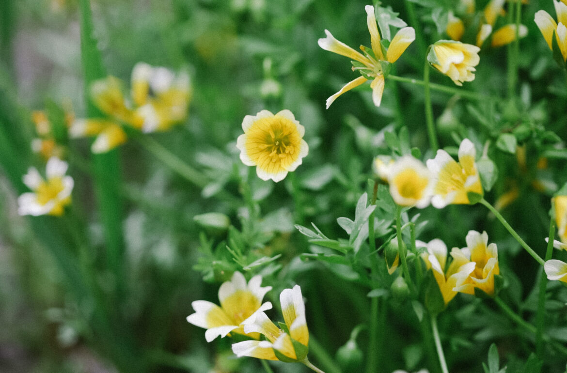 Oregon Meadow Foam Seed Oil